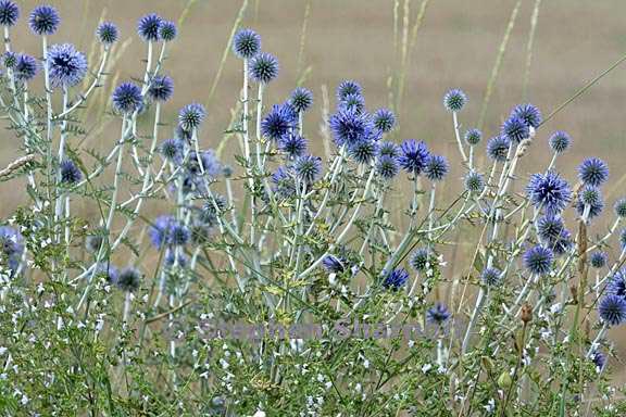 echinops ritro 5 graphic